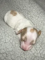 Piglet, a male Miniature Dachshund for sale in Beloit, OH – Photo 5 of 7