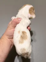 Piglet, a male Miniature Dachshund for sale in Beloit, OH – Photo 4 of 7