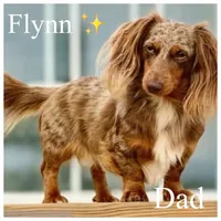 Piglet, a male Miniature Dachshund for sale in Beloit, OH – Photo 7 of 7