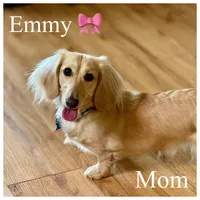 Piglet, a male Miniature Dachshund for sale in Beloit, OH – Photo 6 of 7