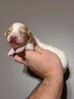 Piglet, a male Miniature Dachshund for sale in Beloit, OH – Photo 2 of 7