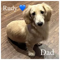 Sven, a male Miniature Dachshund for sale in Beloit, OH – Photo 4 of 5