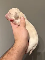 Sven, a male Miniature Dachshund for sale in Beloit, OH – Photo 3 of 5