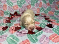 Sven, a male Miniature Dachshund for sale in Beloit, OH – Photo 1 of 5