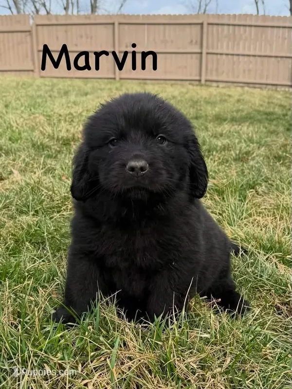 Marvin – Newfoundland puppy for sale in Beloit, OH