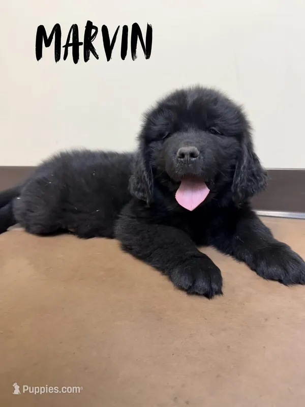 Marvin – Newfoundland puppy for sale in Beloit, OH