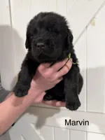 Marvin, a male Newfoundland for sale in Beloit, OH – Photo 2 of 5