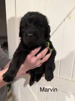 Marvin, a male Newfoundland for sale in Beloit, OH – Photo 3 of 5