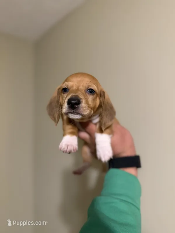 Flynn – Miniature Dachshund puppy for sale in Beloit, OH
