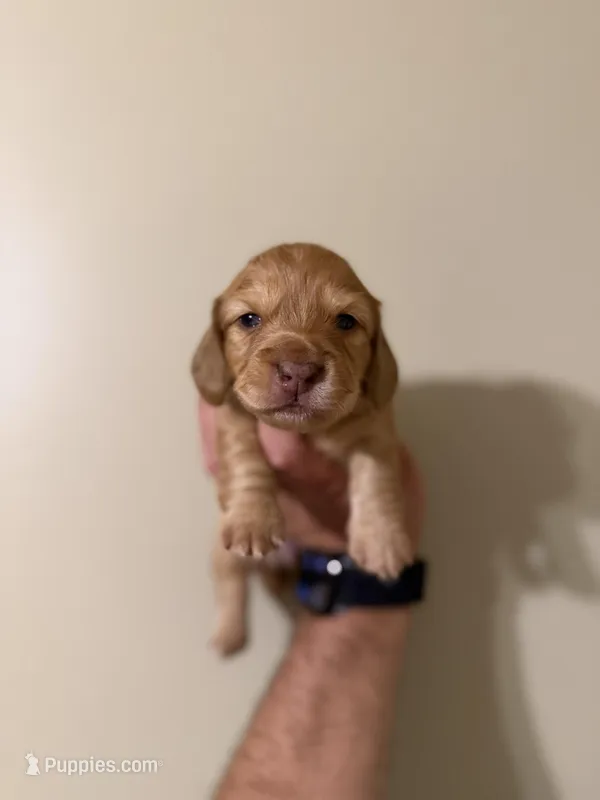 Ariel, a female Miniature Dachshund for sale in Beloit, OH – Photo 1 of 5