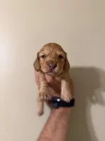 Ariel, a female Miniature Dachshund for sale in Beloit, OH – Photo 1 of 5
