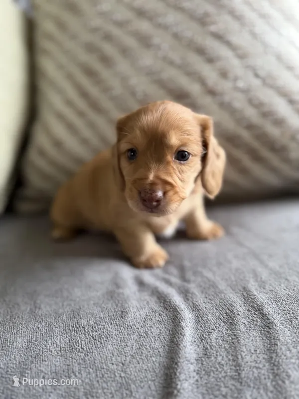 Ariel – Miniature Dachshund puppy for sale in Beloit, OH