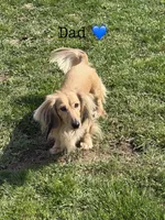 Flynn, a male Miniature Dachshund for sale in Beloit, OH – Photo 5 of 5