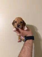 Flynn, a male Miniature Dachshund for sale in Beloit, OH – Photo 1 of 5