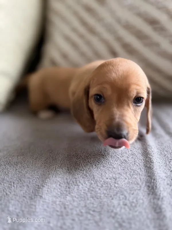 Flynn – Miniature Dachshund puppy for sale in Beloit, OH
