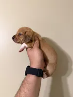 Flynn, a male Miniature Dachshund for sale in Beloit, OH – Photo 2 of 5