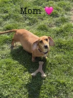 Flynn, a male Miniature Dachshund for sale in Beloit, OH – Photo 4 of 5