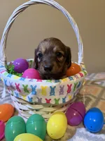 Woody, a male Miniature Dachshund for sale in Beloit, OH – Photo 1 of 4