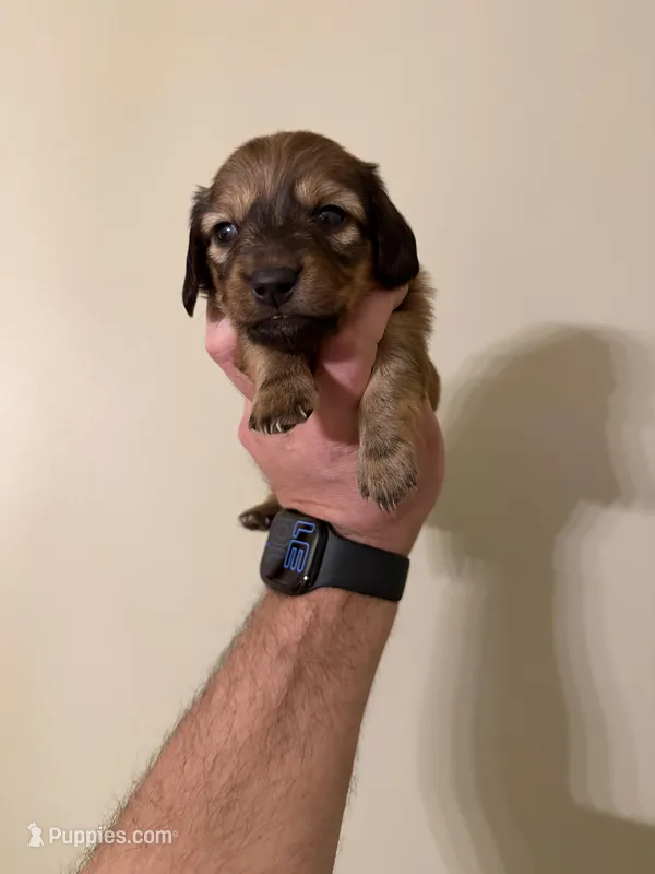 Woody – Miniature Dachshund puppy for sale in Beloit, OH