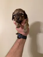 Woody, a male Miniature Dachshund for sale in Beloit, OH – Photo 1 of 3