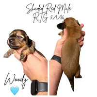 Woody, a male Miniature Dachshund for sale in Beloit, OH – Photo 3 of 3