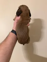 Woody, a male Miniature Dachshund for sale in Beloit, OH – Photo 2 of 3