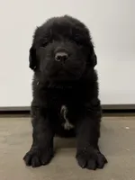 Pepé, a male Newfoundland for sale in Beloit, OH – Photo 1 of 5