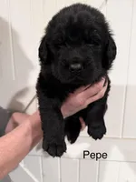 Pepé, a male Newfoundland for sale in Beloit, OH – Photo 2 of 5