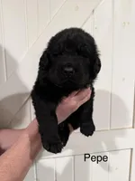 Pepé, a male Newfoundland for sale in Beloit, OH – Photo 3 of 5