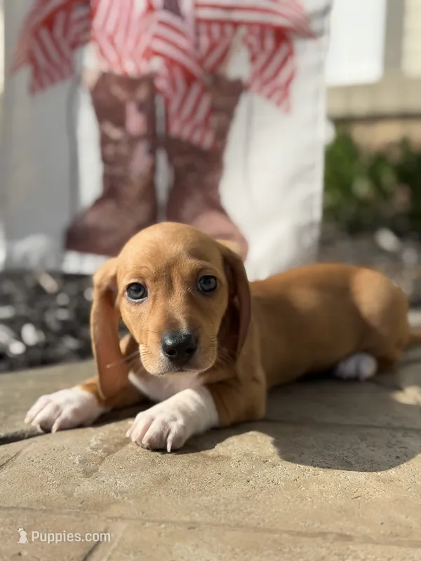 Flynn – Miniature Dachshund puppy for sale in Beloit, OH
