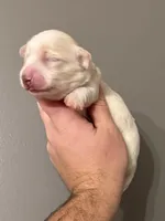 Olaf, a male Miniature Dachshund for sale in Beloit, OH – Photo 2 of 6