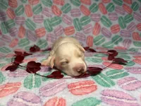 Olaf, a male Miniature Dachshund for sale in Beloit, OH – Photo 1 of 6