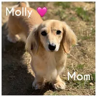 Olaf, a male Miniature Dachshund for sale in Beloit, OH – Photo 5 of 6