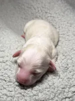 Olaf, a male Miniature Dachshund for sale in Beloit, OH – Photo 4 of 6