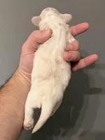 Olaf, a male Miniature Dachshund for sale in Beloit, OH – Photo 3 of 6