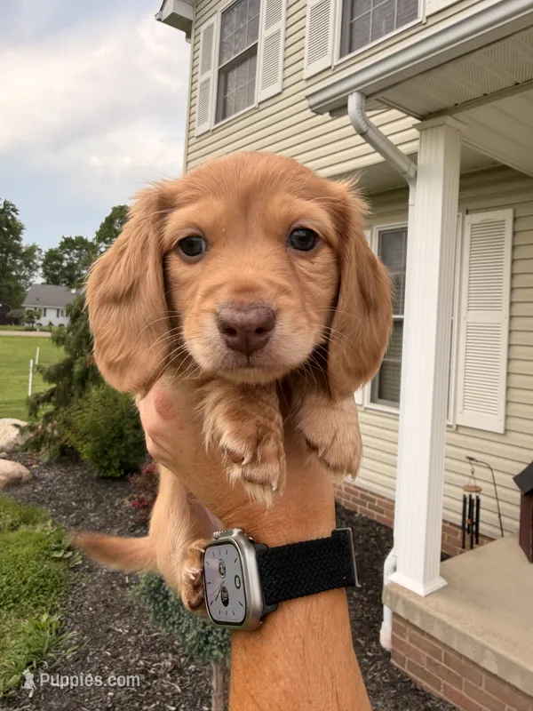 Ariel – Miniature Dachshund puppy on hold in Beloit, OH