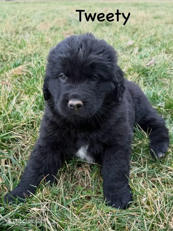 Tweety – Newfoundland puppy for sale in Beloit, OH