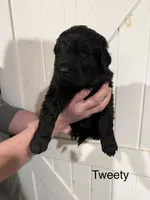 Tweety, a female Newfoundland for sale in Beloit, OH – Photo 2 of 2