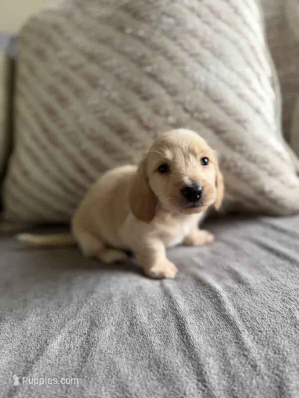 Tiana – Miniature Dachshund puppy for sale in Beloit, OH