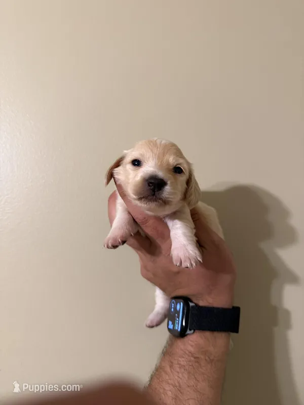 Tiana, a female Miniature Dachshund for sale in Beloit, OH – Photo 1 of 5