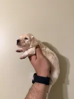 Tiana, a female Miniature Dachshund for sale in Beloit, OH – Photo 2 of 5