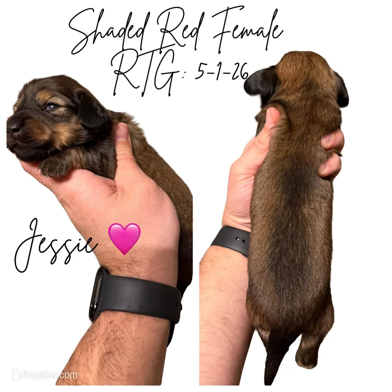 Jessie – Miniature Dachshund puppy for sale in Beloit, OH