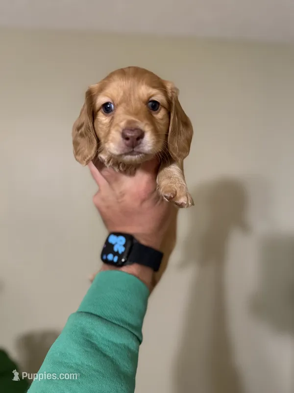 Ariel – Miniature Dachshund puppy for sale in Beloit, OH