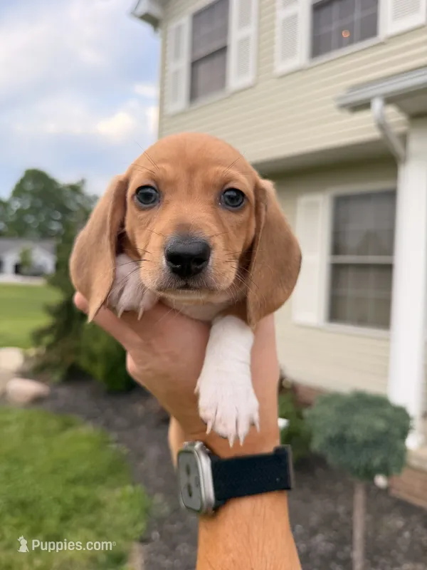 Flynn – Miniature Dachshund puppy for sale in Beloit, OH