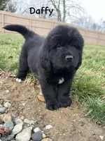 Daffy, a male Newfoundland for sale in Beloit, OH – Photo 2 of 7
