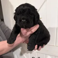 Daffy, a male Newfoundland for sale in Beloit, OH – Photo 4 of 7