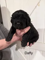 Daffy, a male Newfoundland for sale in Beloit, OH – Photo 2 of 5