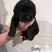 Daffy, a male Newfoundland for sale in Beloit, OH – Photo 5 of 7