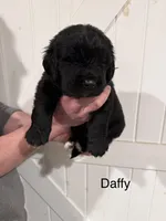 Daffy, a male Newfoundland for sale in Beloit, OH – Photo 3 of 5