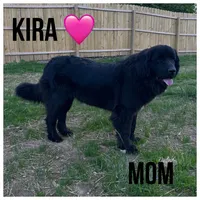 Daffy, a male Newfoundland for sale in Beloit, OH – Photo 6 of 7